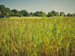 20250718_EMV_Golf_Saaremaa_JM_0005