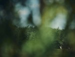 20250719_EMV_Golf_Saaremaa_JM_0109