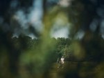 20250719_EMV_Golf_Saaremaa_JM_0110