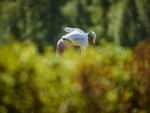 20250531_Estonian_Amateur_Open_EGCC_JM_0054