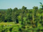 20260729_Estonian_Challenge_Pro_Am_EGCC_JM_0030