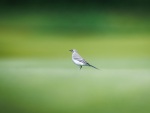 golf26062025-80