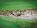 golf27062025-101